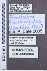 Etiketten zu Melanoxanthus inaequalis (NHMW-ZOO-COL-0009966)